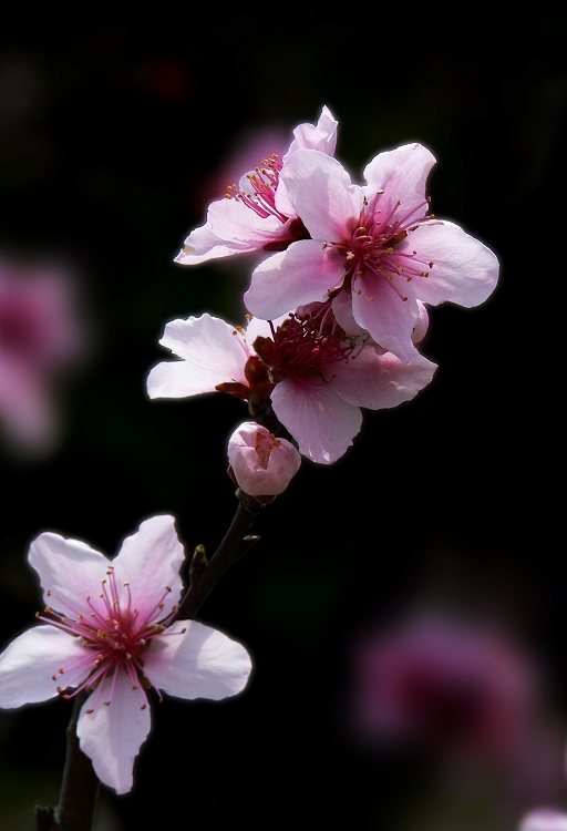 桃花 6 摄影 静野