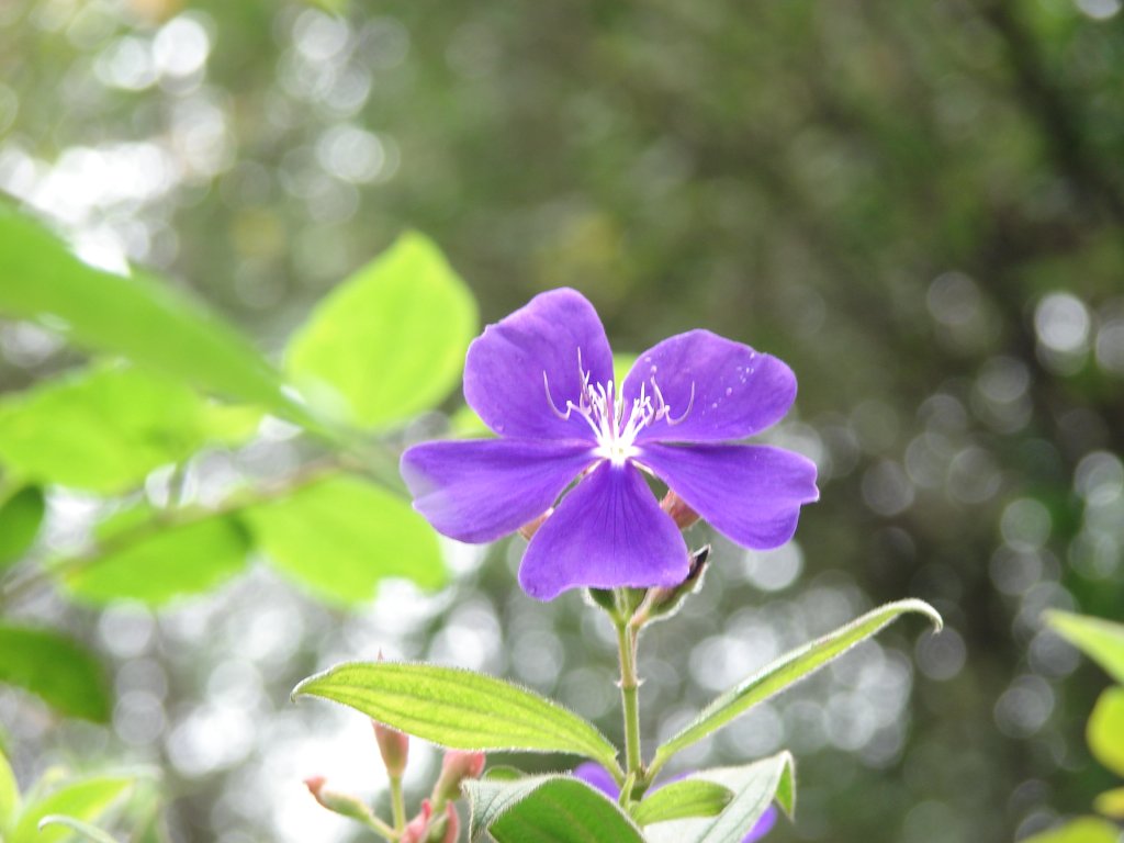 小花 摄影 古日