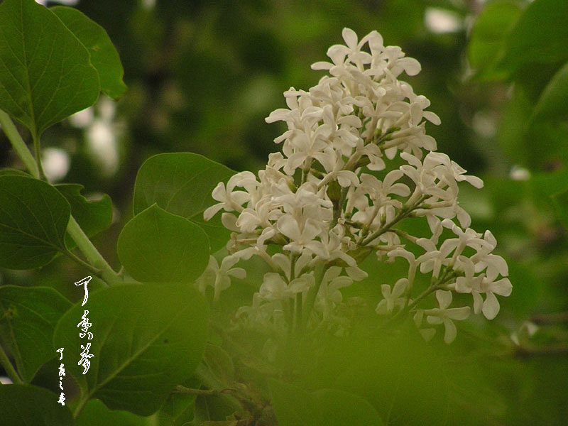 梦（丁香花） 摄影 晋风