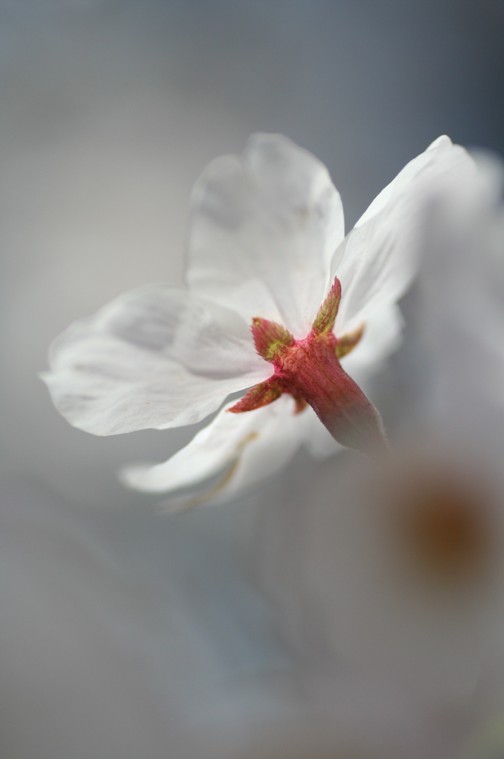 樱花 摄影 无名小花