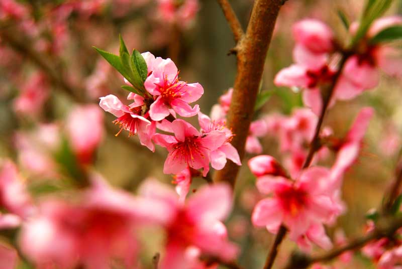 桃花 摄影 黄山风光