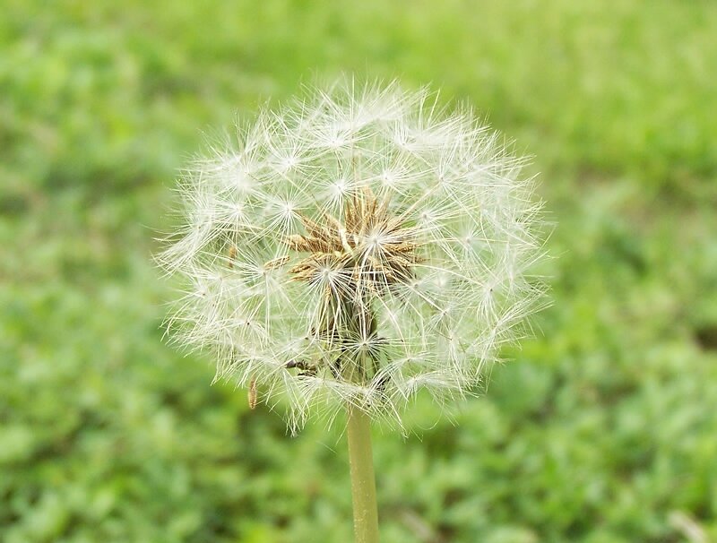 花蕊 摄影 木龙