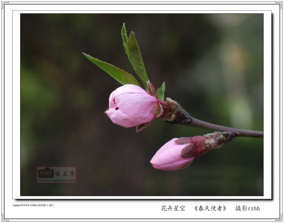 春天使者/桃花 摄影 任正华