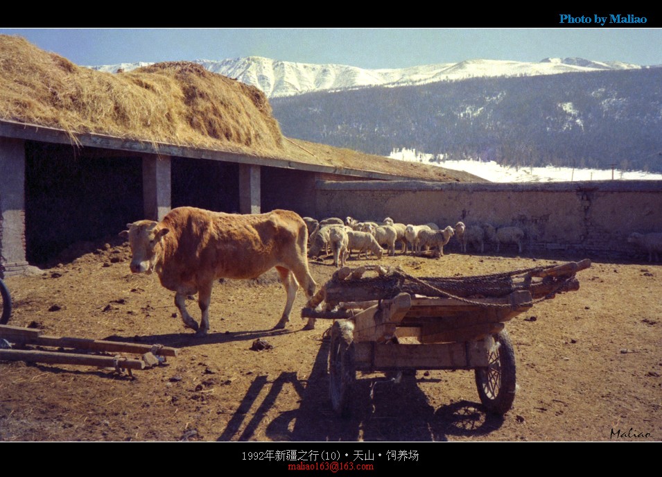 1992年新疆之行(10)·天山·饲养场 摄影 马里奥MALIAO