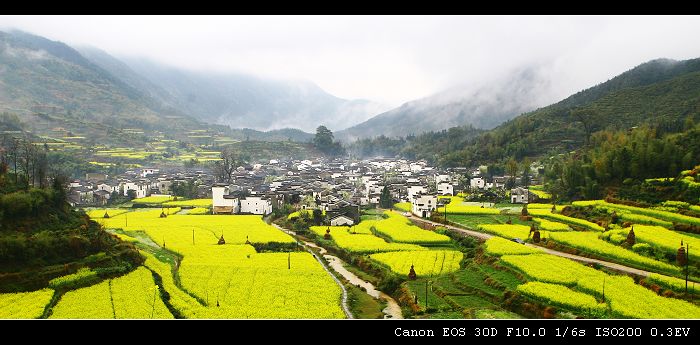 黄花映乡村—婺源庆源 摄影 小小竹排