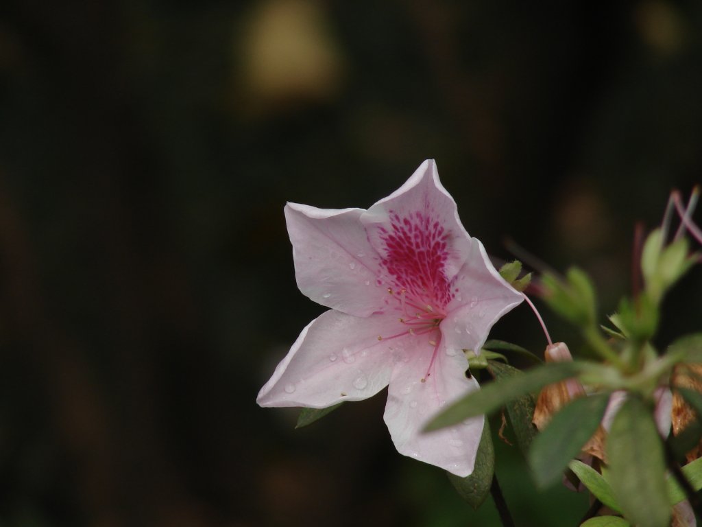 小花 摄影 古日