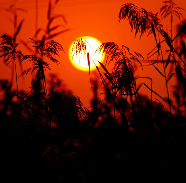 夕阳下的芦苇 摄影 日照庐山