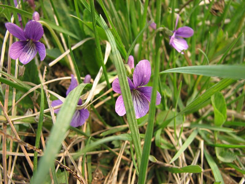 小花 摄影 崂山人家