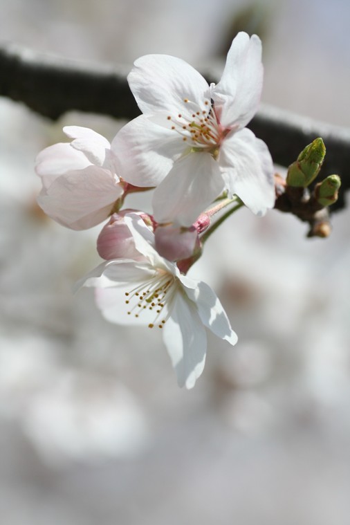 樱花 摄影 无名小花