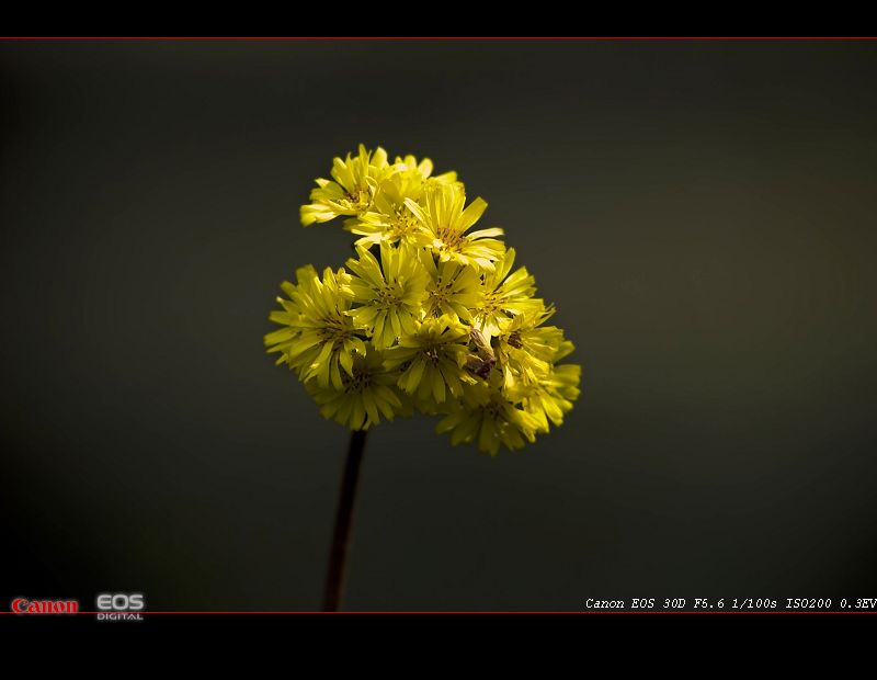 那些花 摄影 反对无效