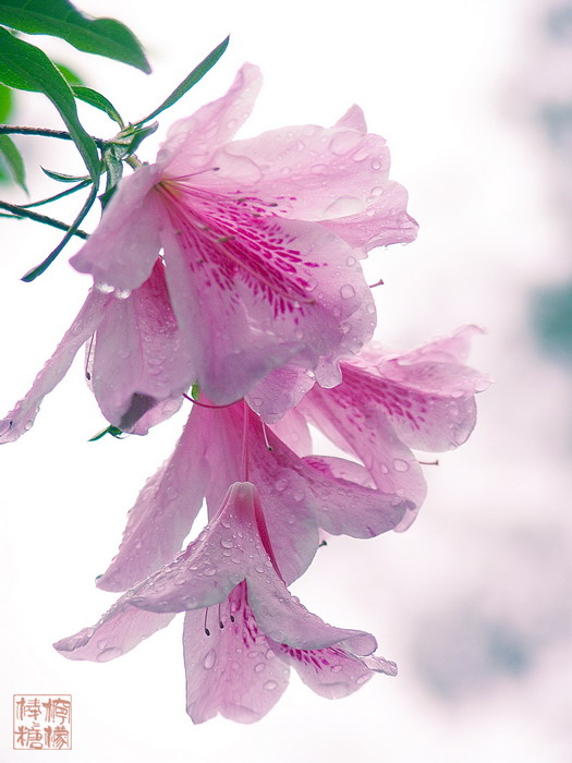 雨后_06 摄影 柠檬棒棒糖