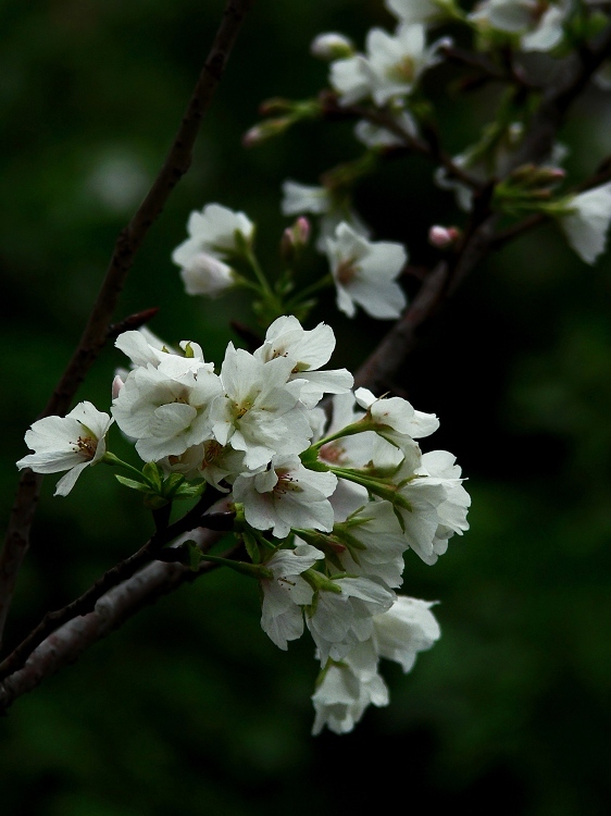 樱花 2 摄影 静野