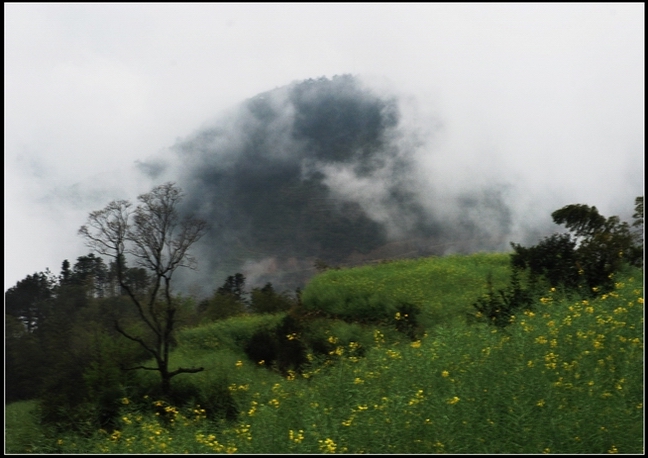 油菜地 摄影 yingshi