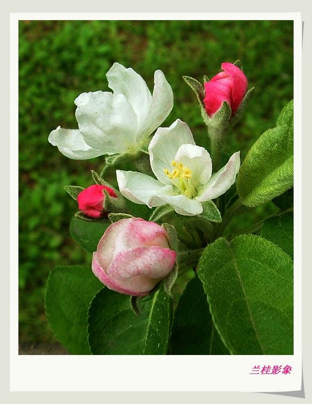 苹果花 摄影 兰桂影象