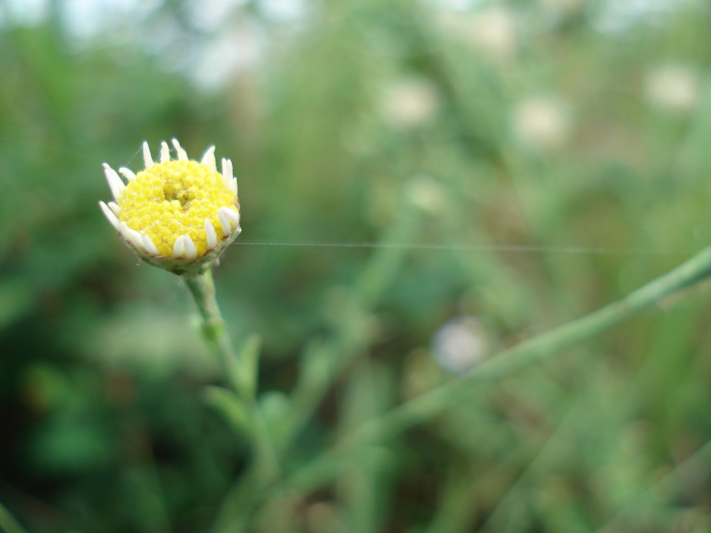 小花还是小花 摄影 杨鹏鹏