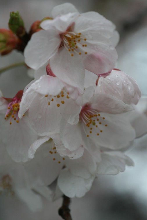 雨天里的樱花 摄影 无名小花