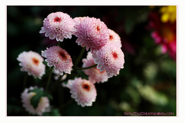 春花 摄影 闲听花语