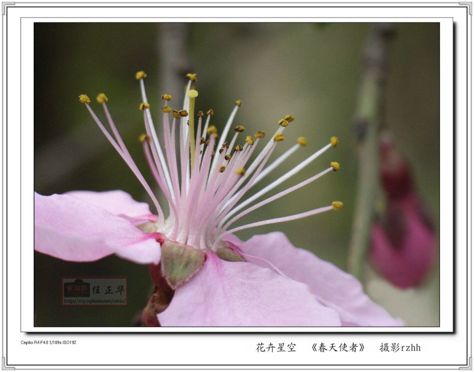 春天使者/桃花怒放 摄影 任正华