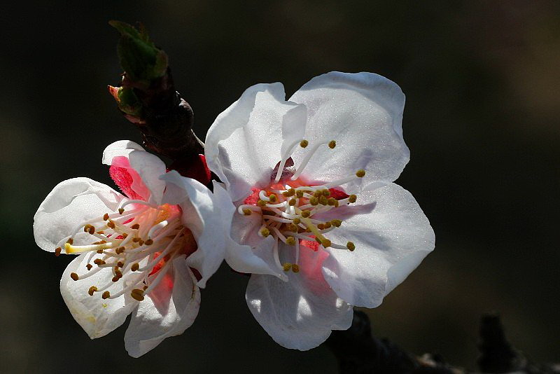 杏花 摄影 吴大帅