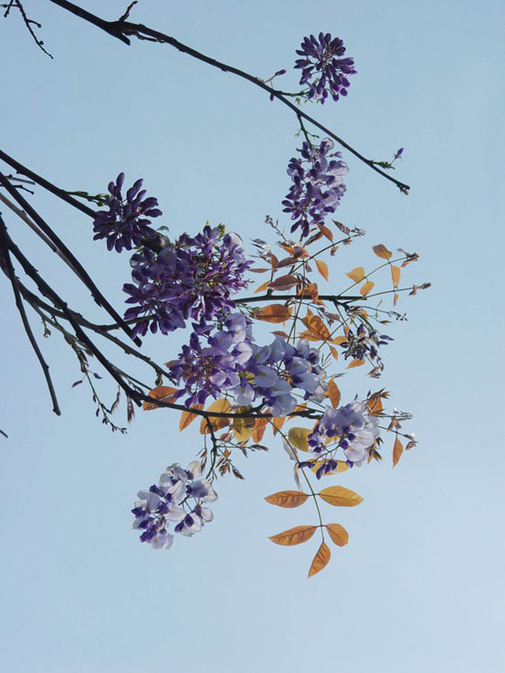 天空中的花朵 摄影 alanyingying