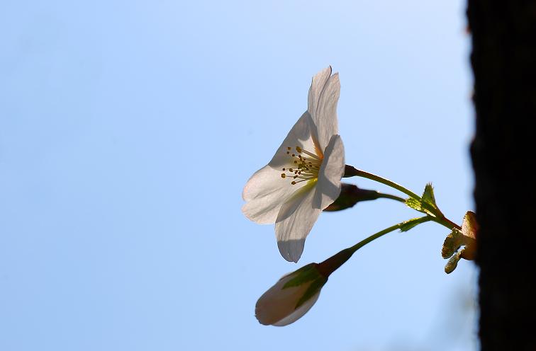 花语 摄影 wzhong