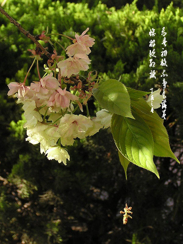 绿樱花2 摄影 晋风