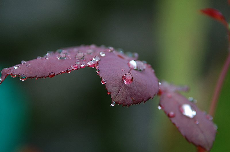 雨后月季 摄影 hanxiaorong