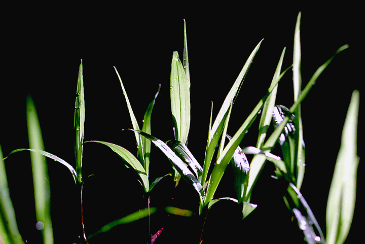 小草 摄影 永宁子