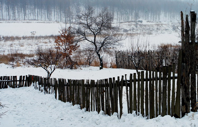 农家后院 摄影 龙江雪