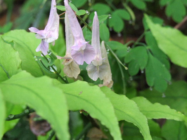 花 摄影 田陌