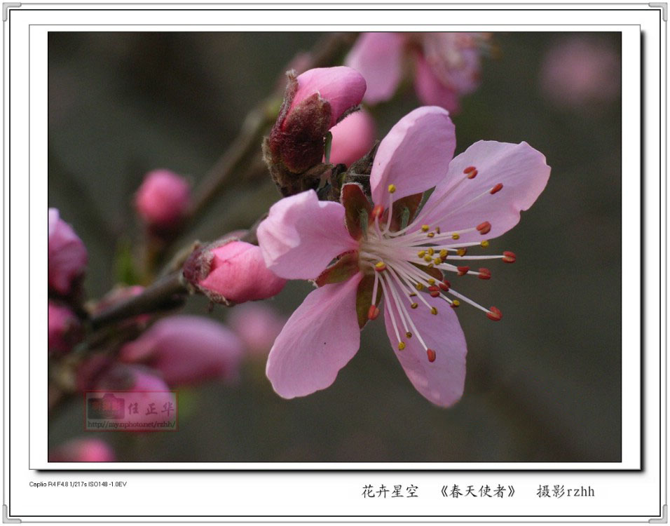 春天使者/桃花迎春 摄影 任正华