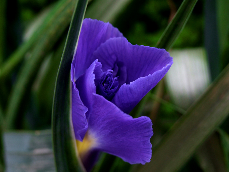 法国国花－－鸢尾花 摄影 花花草草