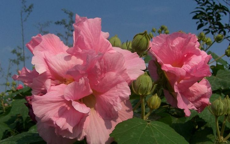 芙蓉花 摄影 朵朵.一朵