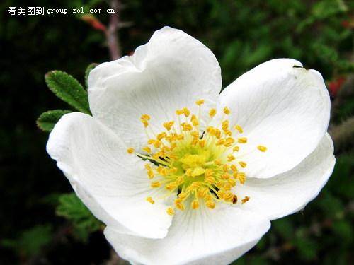 小花 摄影 乌蒙山人