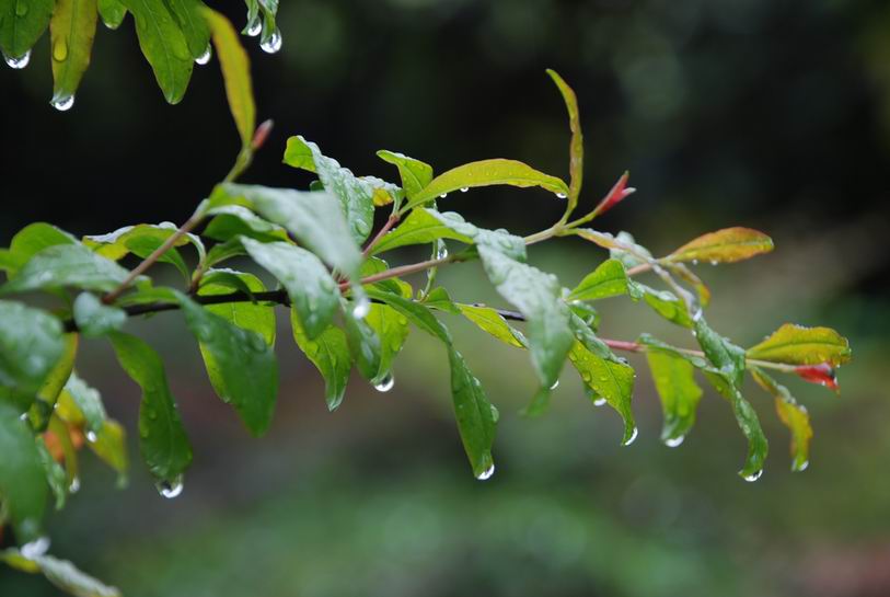 春雨之后 摄影 支边哥