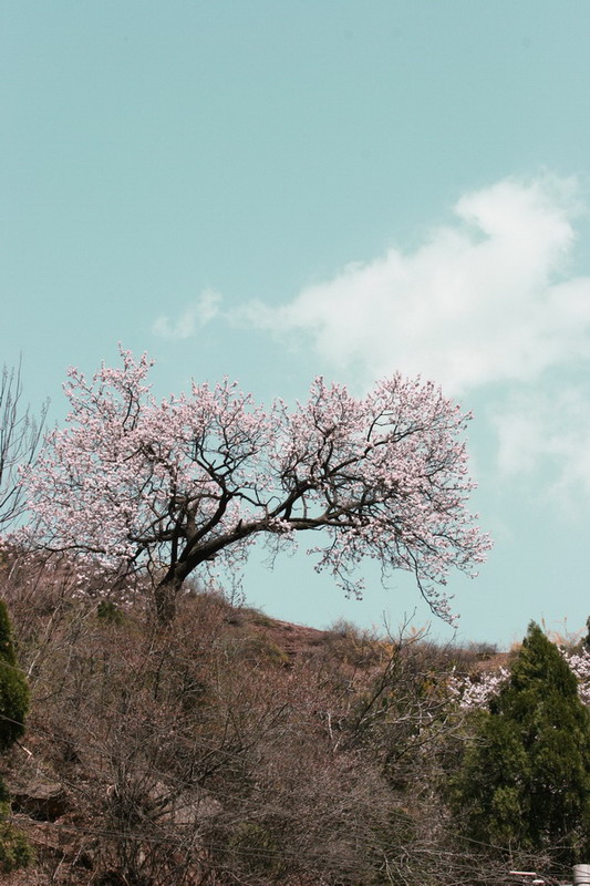 山花 摄影 macaroni