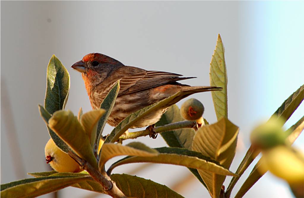 bird-880 摄影 fengsheng