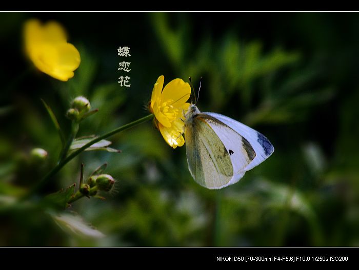 蝶恋花 摄影 雨做的云