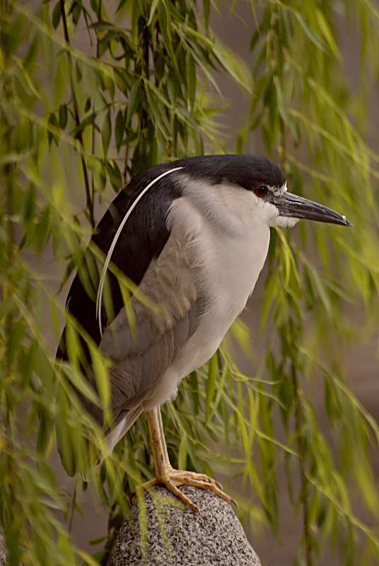 bird-881 摄影 fengsheng