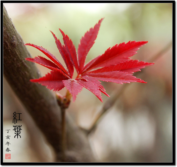 春天红叶 摄影 别日山