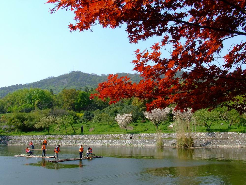 红枫迎春 摄影 太阳光