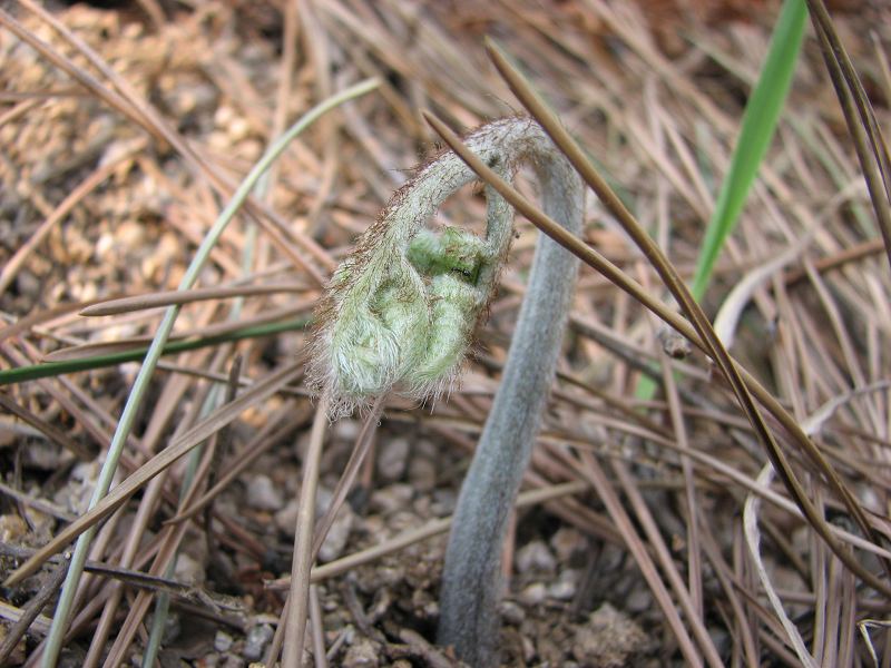 崂山拳头菜 摄影 崂山人家