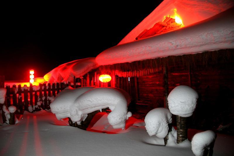 天然雪植物 摄影 冼眼