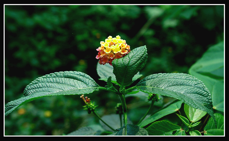 五色花 摄影 羽卒