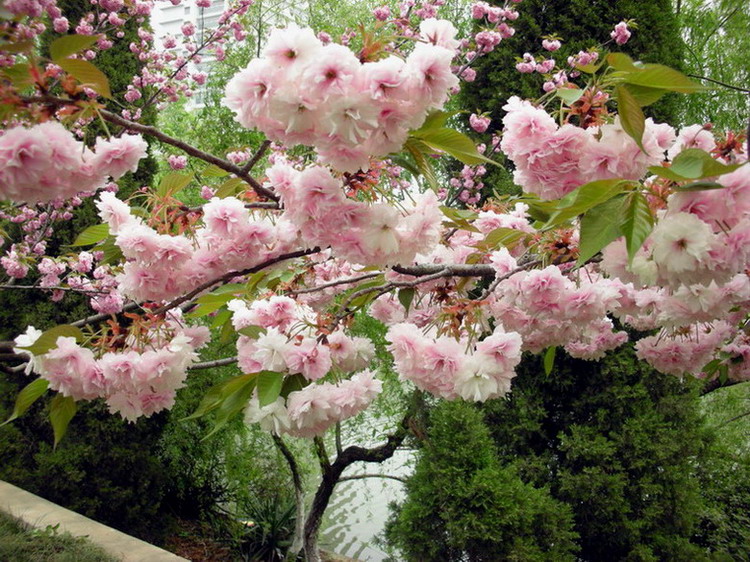 flower 摄影 安晚