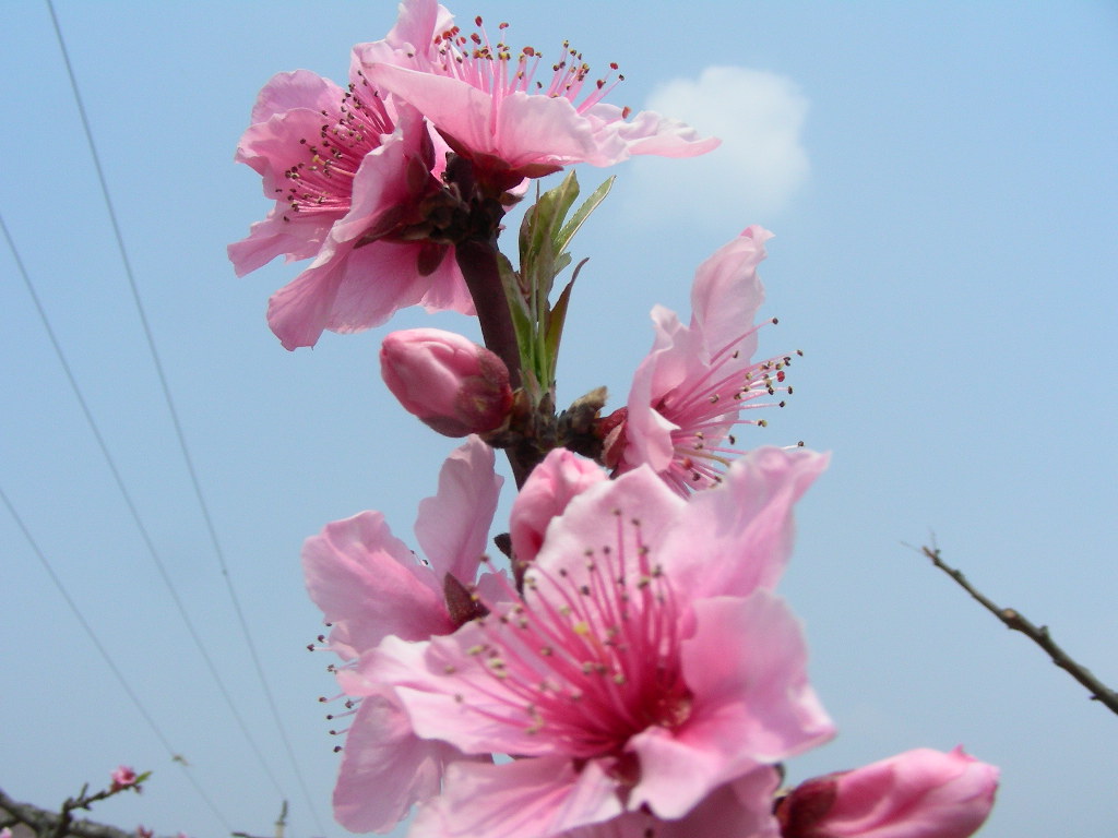 桃花 摄影 轩玄