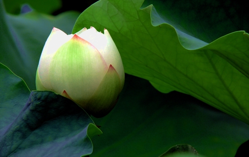 出水芙蓉 摄影 走天涯