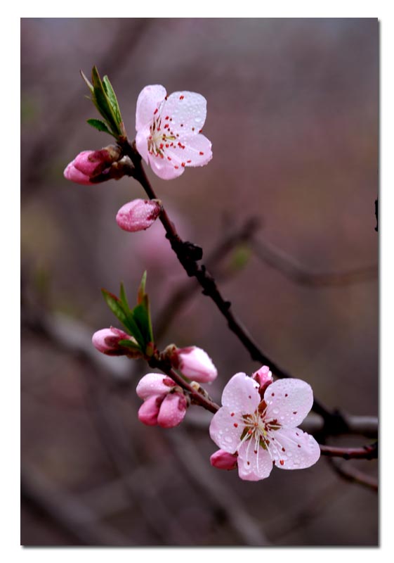 桃花 摄影 乐山郎