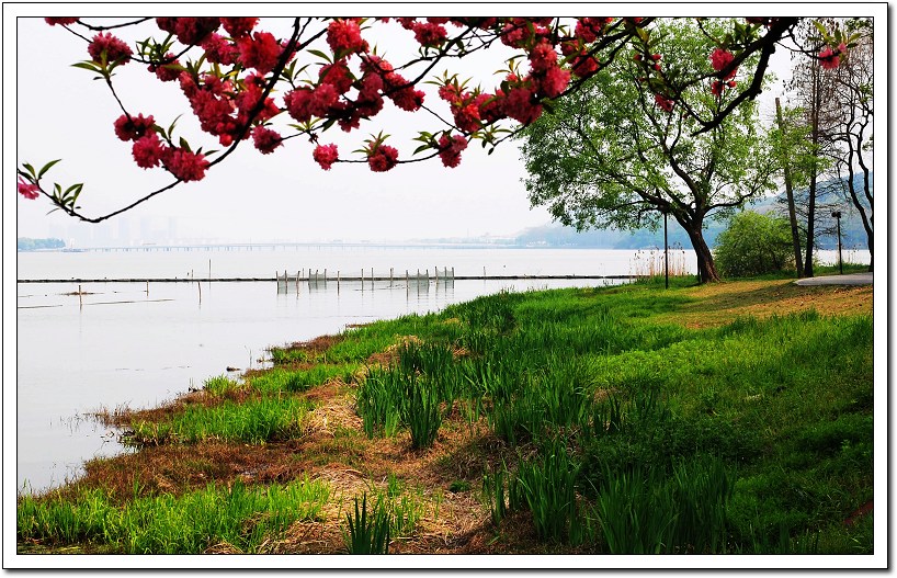 蠡湖春色——无锡景(28) 摄影 阿乐