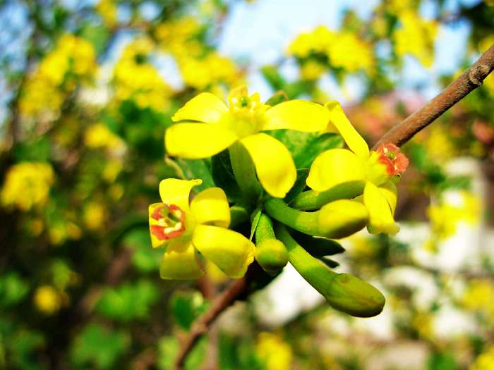 黄鹂 摄影 芙蕖